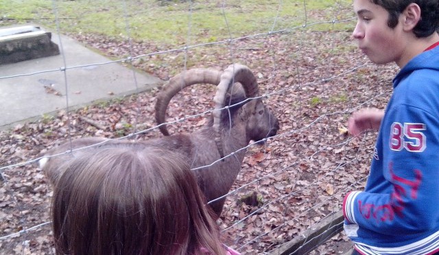 Schulausflug zum Wildpark Edersee am 25.09.2014